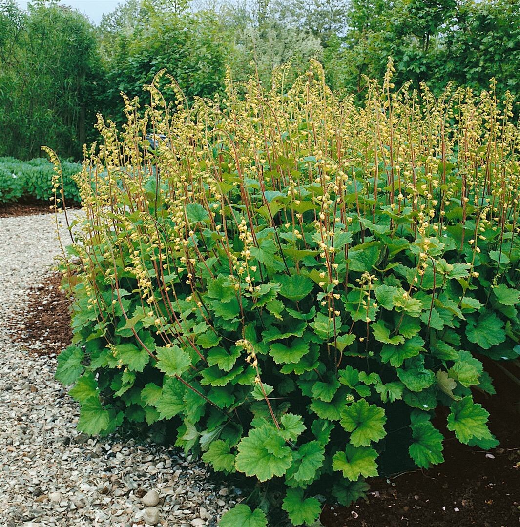 Tellima grandiflora, Falsche Alraunwurzel, ca. 9×9 cm Topf | 04063654312734
