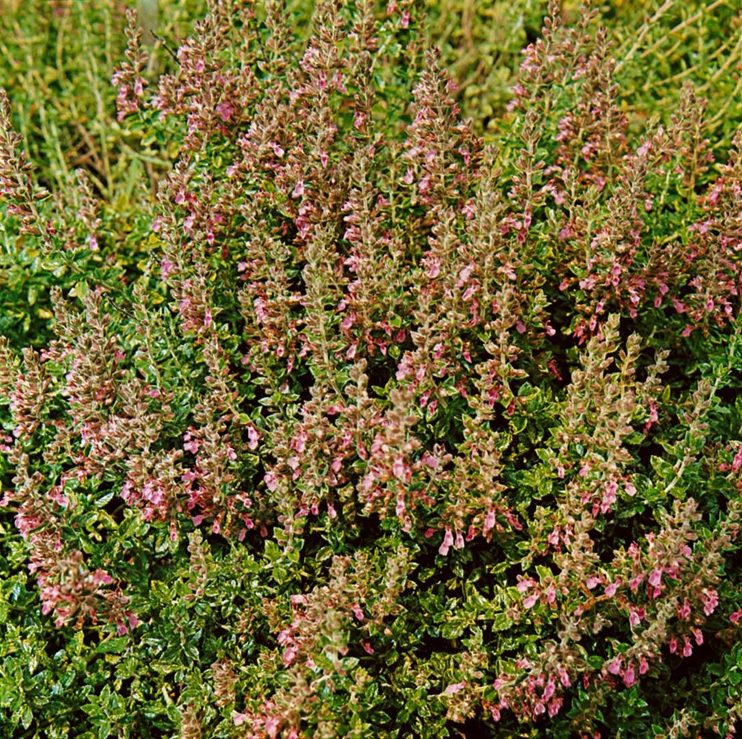 Teucrium chamaedrys ‚Nanum‘, Gamander, ca. 9×9 cm Topf | 04063654312772