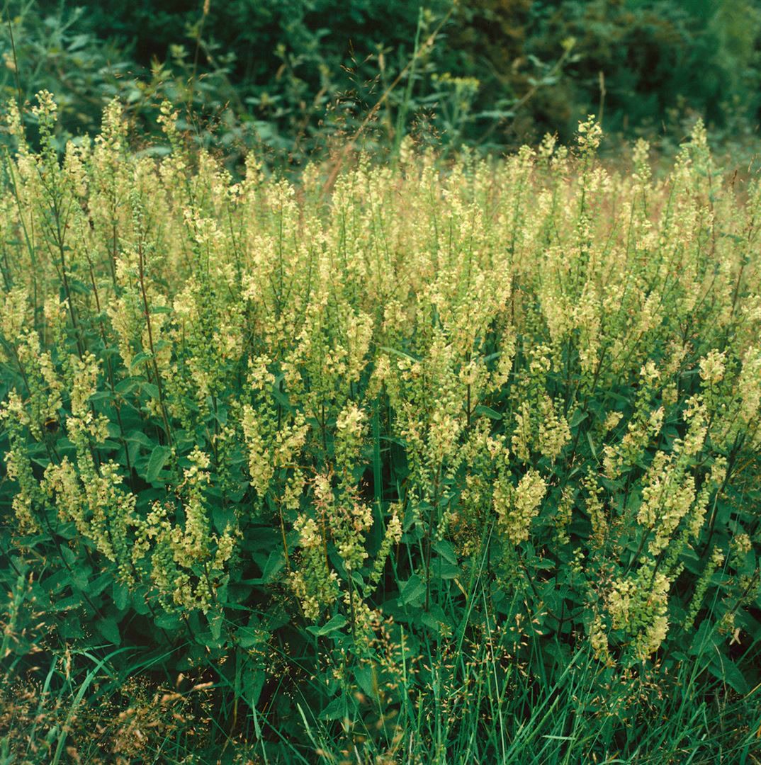 Teucrium scorodonia, Edel-Gamander, ca. 9x9 cm Topf - Bild 1