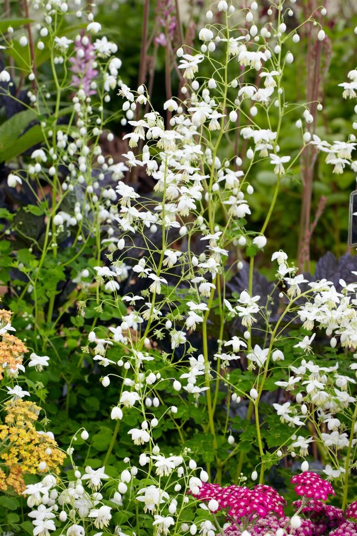 Thalictrum delavayi 'Album', Wiesenraute, wei&szlig;, ca. 9x9 cm Topf - Bild 1