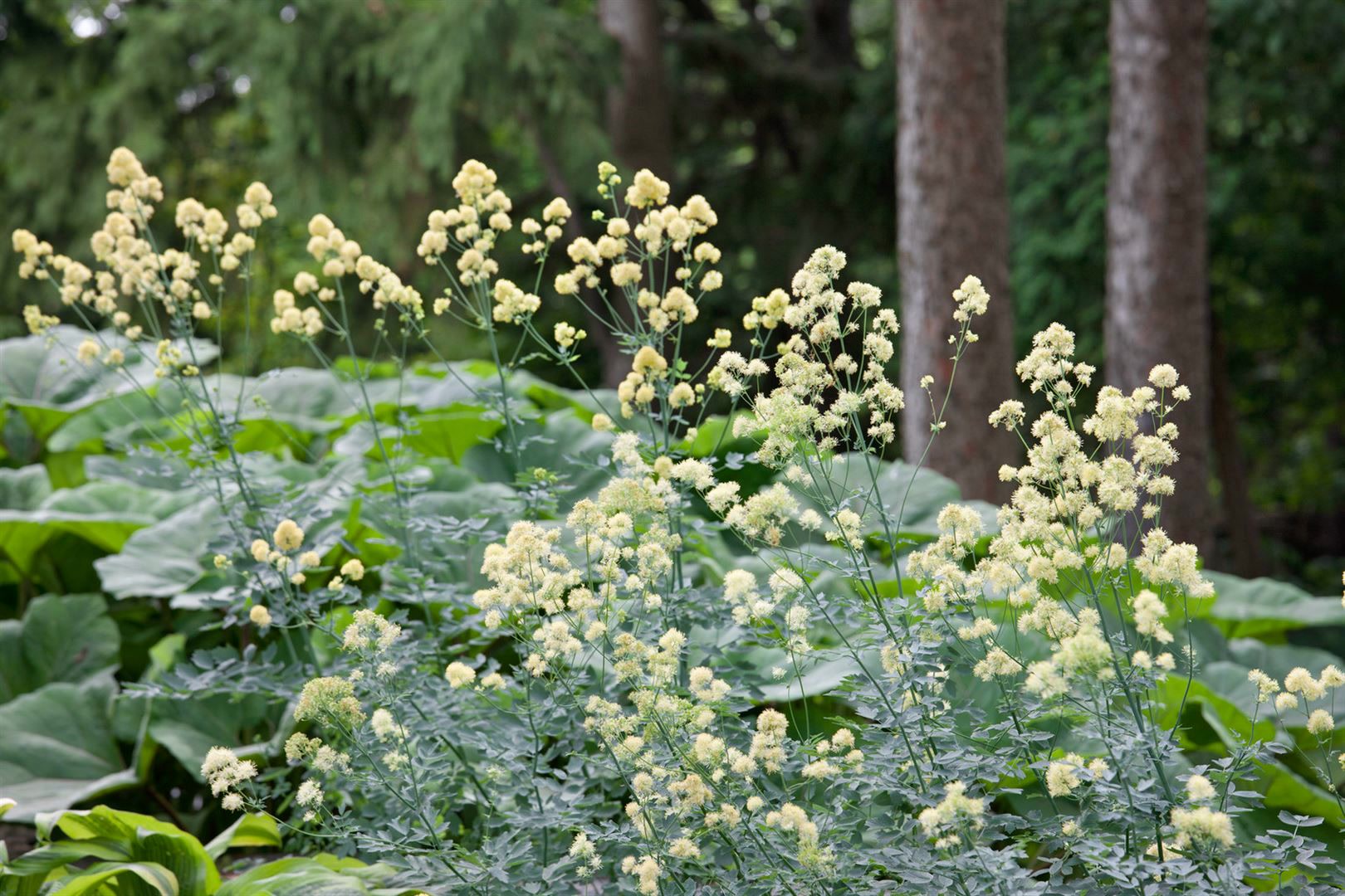 Thalictrum flavum ssp. glaucum, gelb, ca. 9x9 cm Topf - Bild 1