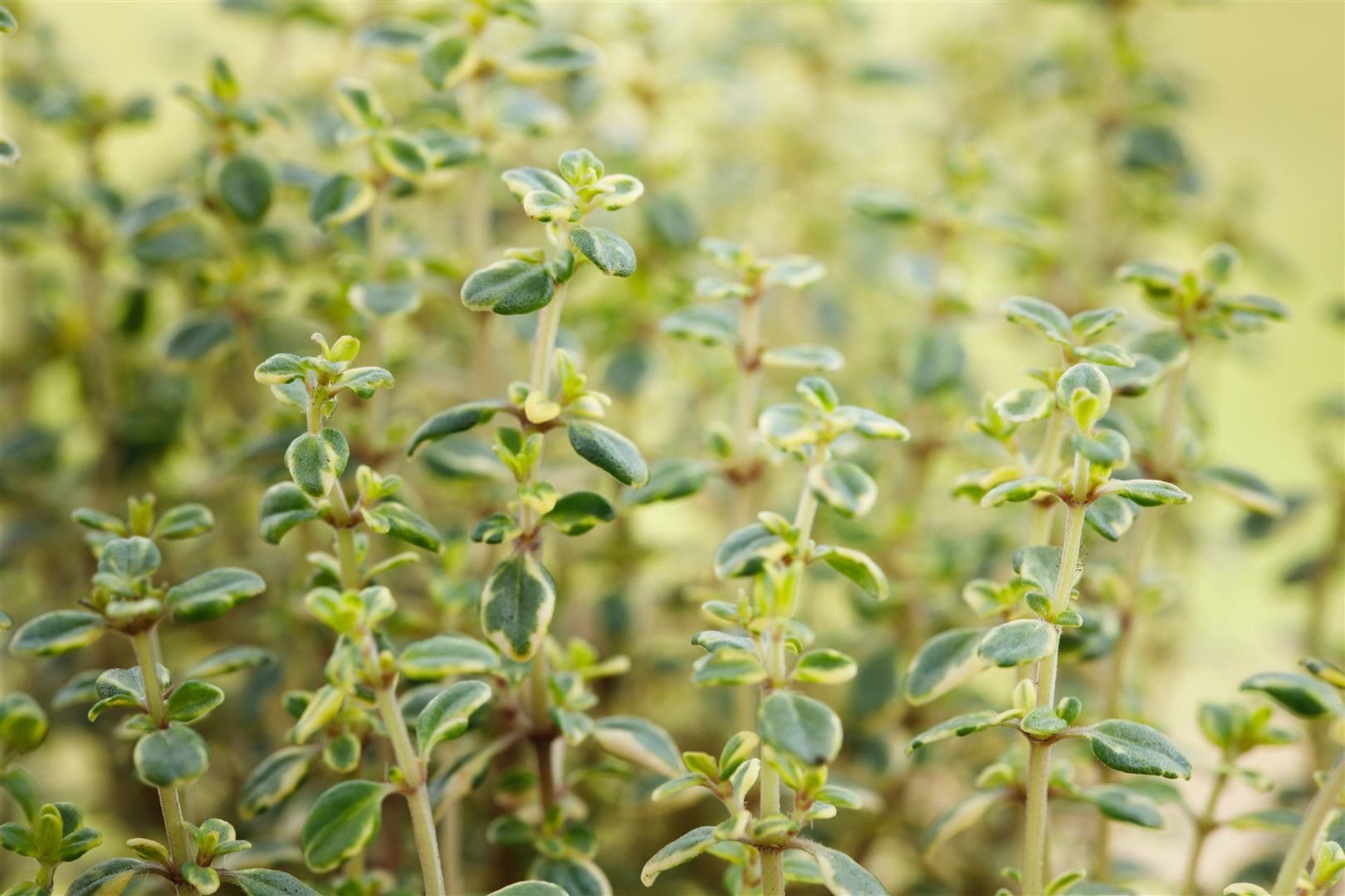 Thymus comosus 'Doone Valley', Zitronenthymian, buntlaubig, ca. 9x9 cm Topf - Bild 1