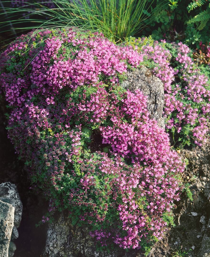 Thymus doerfleri 'Bressingham Seedling', Teppichthymian, rosa, ca. 9x9 cm Topf - Bild 1
