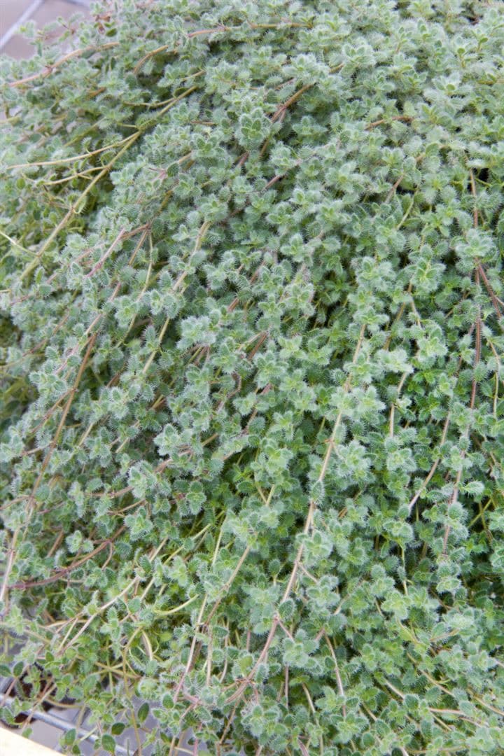 Thymus praecox var. pseudolanuginosus, Teppichthymian, ca. 9x9 cm Topf - Bild 1