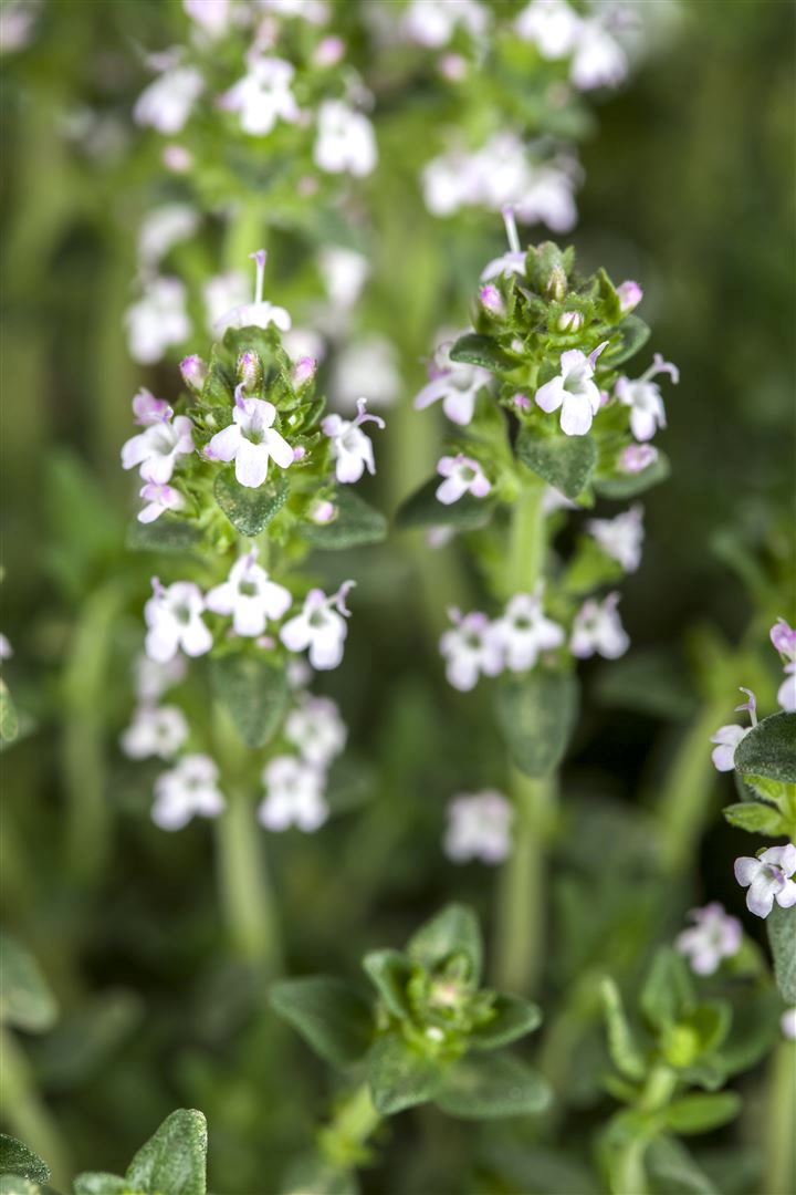 Thymus serpyllum var.albus, Sand-Thymian, wei&szlig;, ca. 9x9 cm Topf - Bild 1