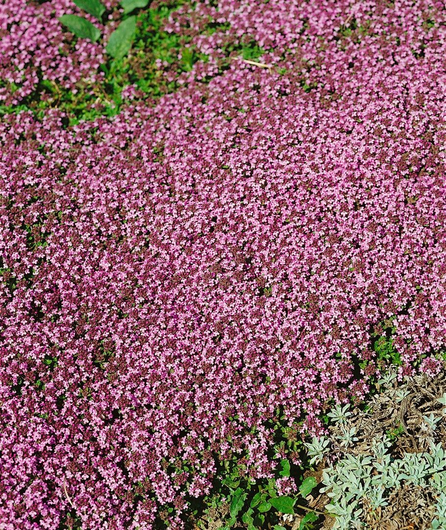 Thymus serpyllum 'Magic Carpet', Teppich-Thymian, ca. 9x9 cm Topf - Bild 1
