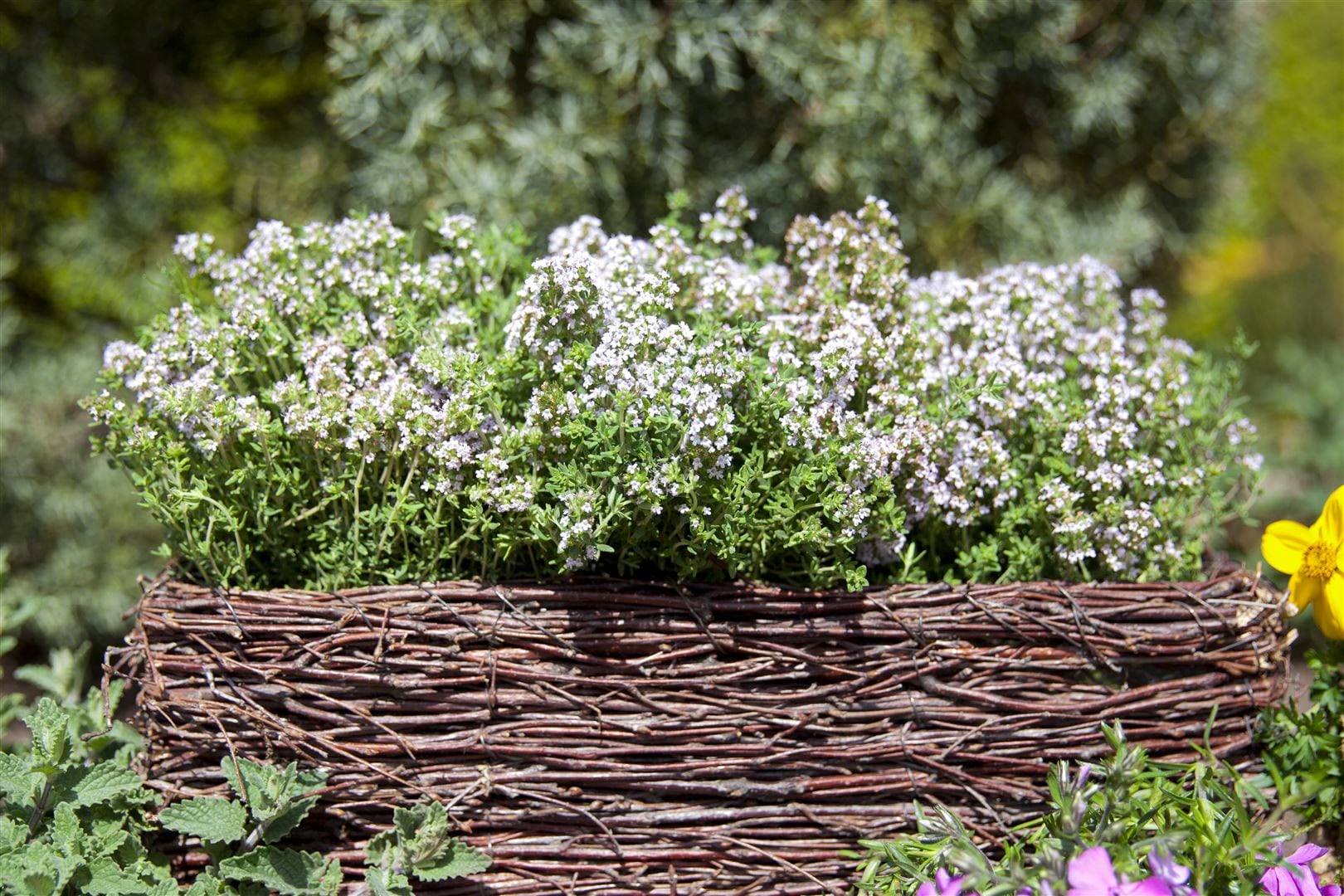 Thymus vulgaris, Echter Thymian, aromatisch, ca. 9x9 cm Topf - Bild 1