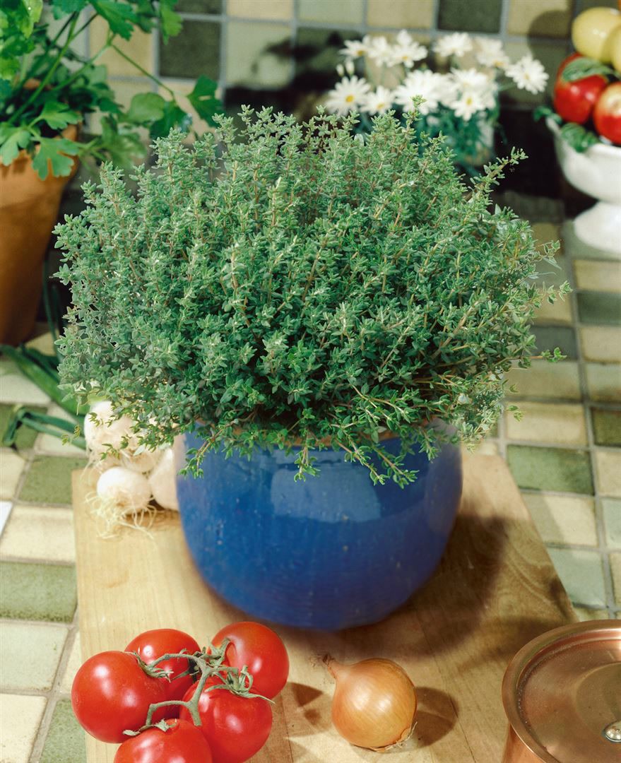 Thymus vulgaris 'Compactus', Thymian, aromatisch, ca. 9x9 cm Topf - Bild 1