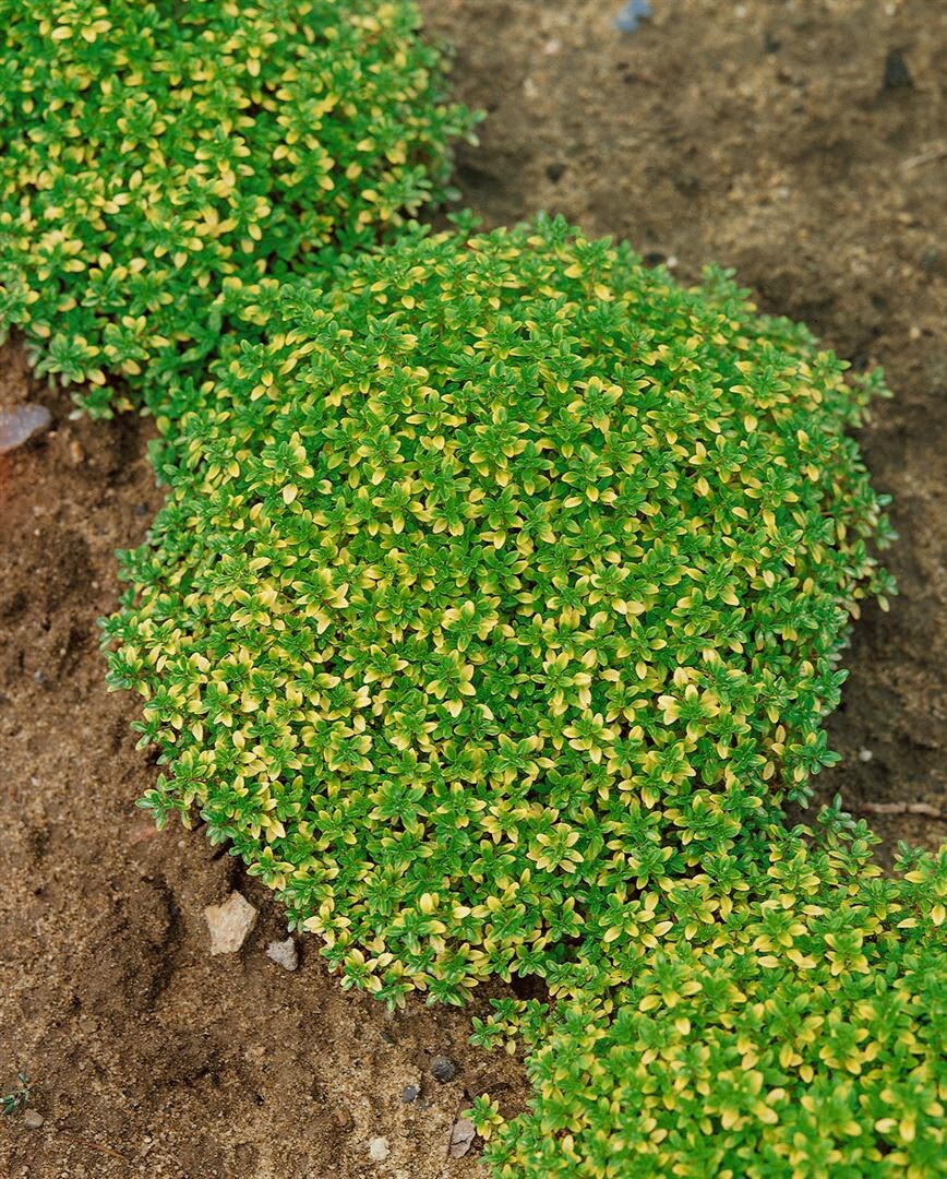 Thymus x citriodorus 'Bertram Anderson', Zitronenthymian, ca. 9x9 cm Topf - Bild 1