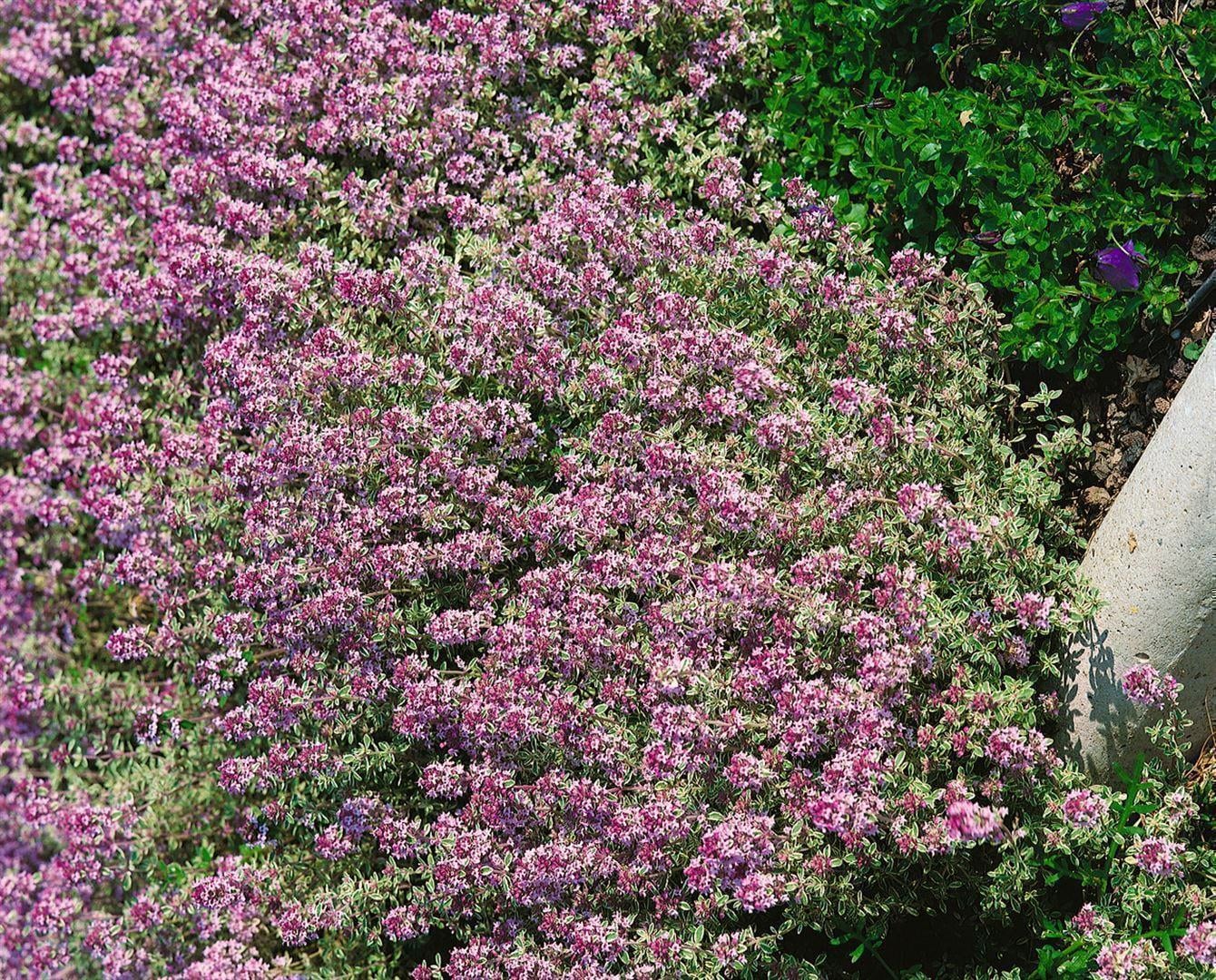 Thymus x citriodorus 'Lammefjord', Zitronenthymian, aromatisch, ca. 9x9 cm Topf - Bild 1