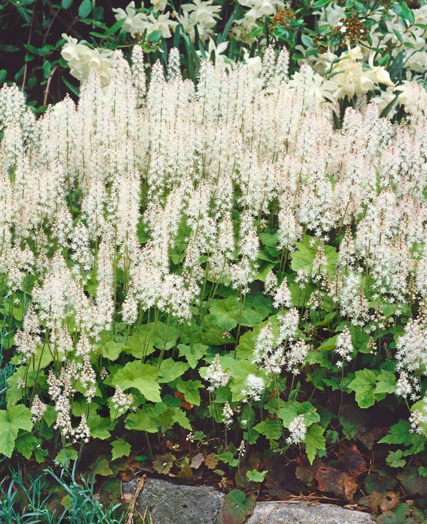Tiarella cordifolia 'Moorgr&uuml;n', Schaumbl&uuml;te, ca. 9x9 cm Topf - Bild 1