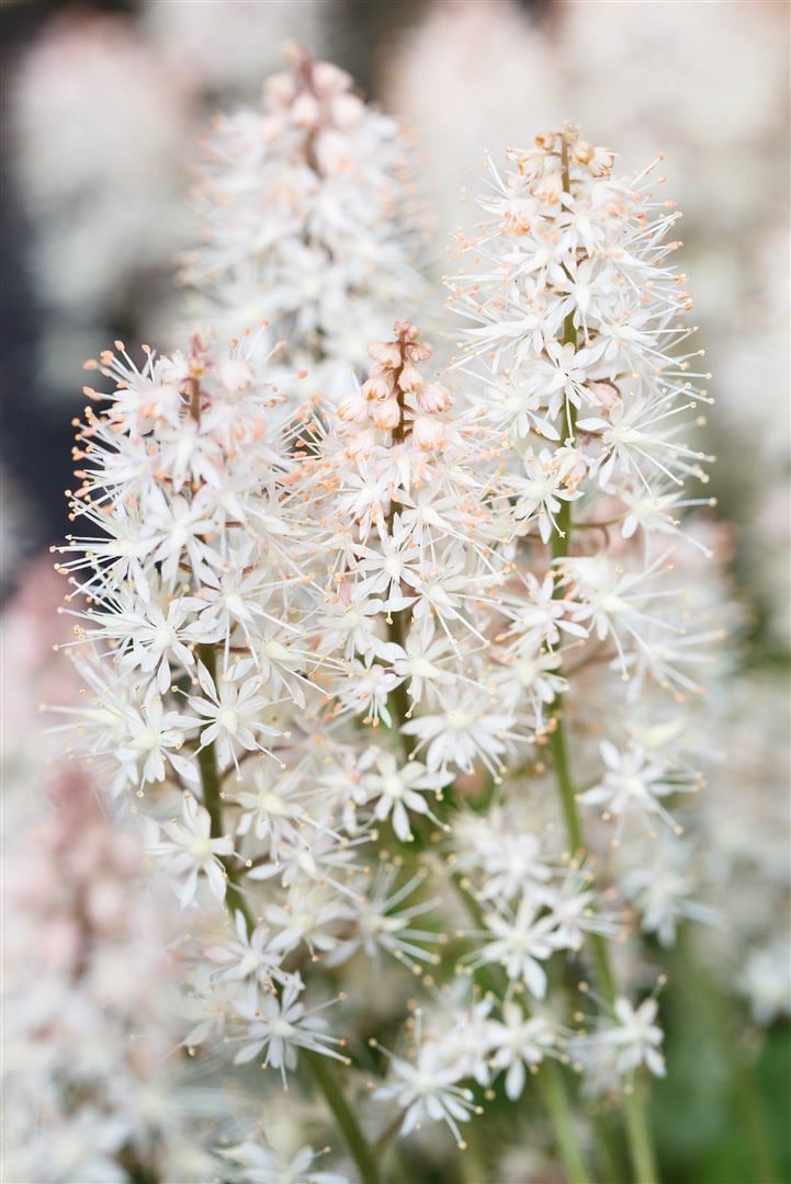 Tiarella laciniata 'Arpeggio', Schaumbl&uuml;te, ca. 9x9 cm Topf - Bild 1