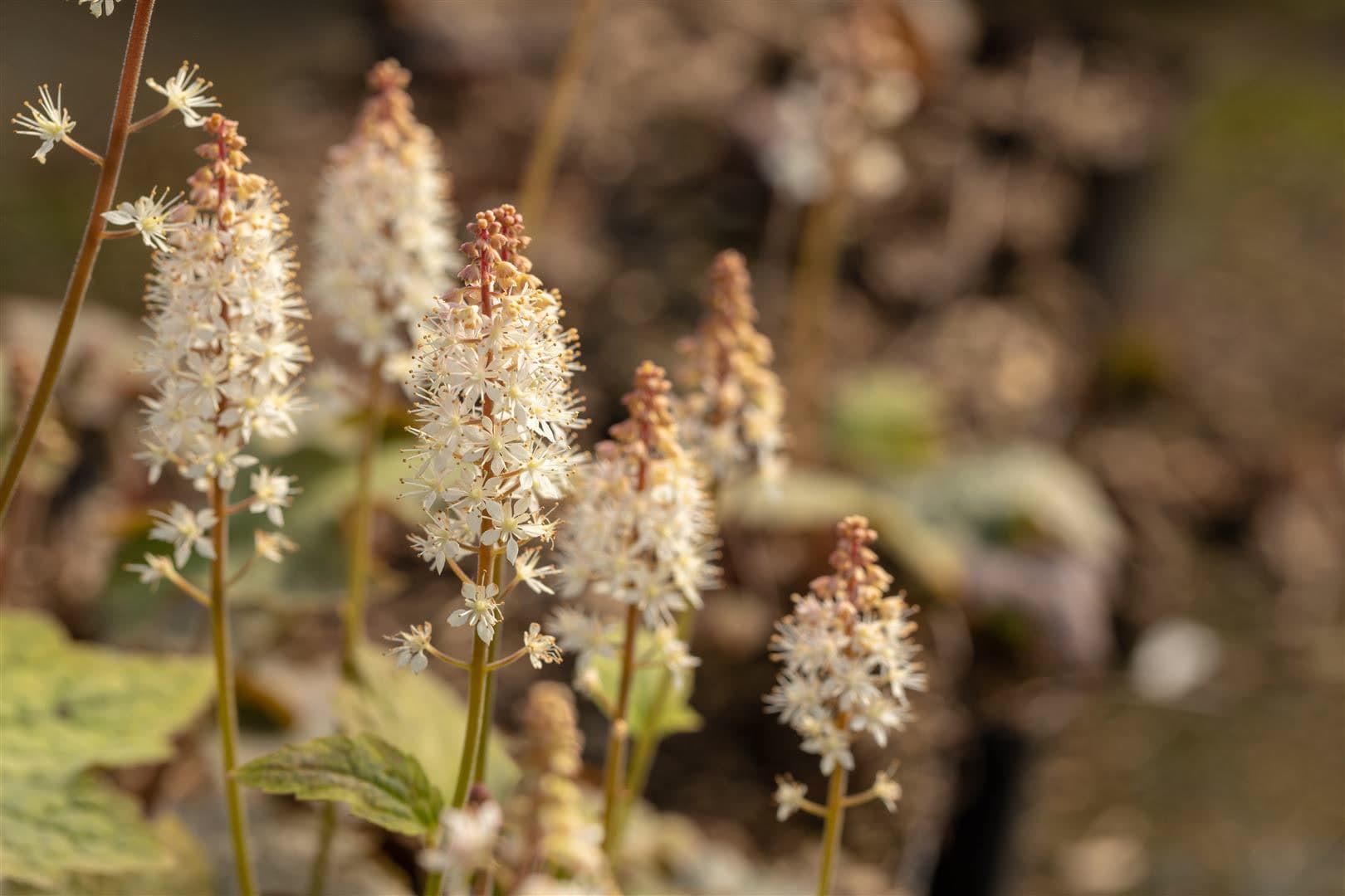 Tiarella wherryi, Schaumbl&uuml;te, ca. 9x9 cm Topf, zierlich - Bild 1