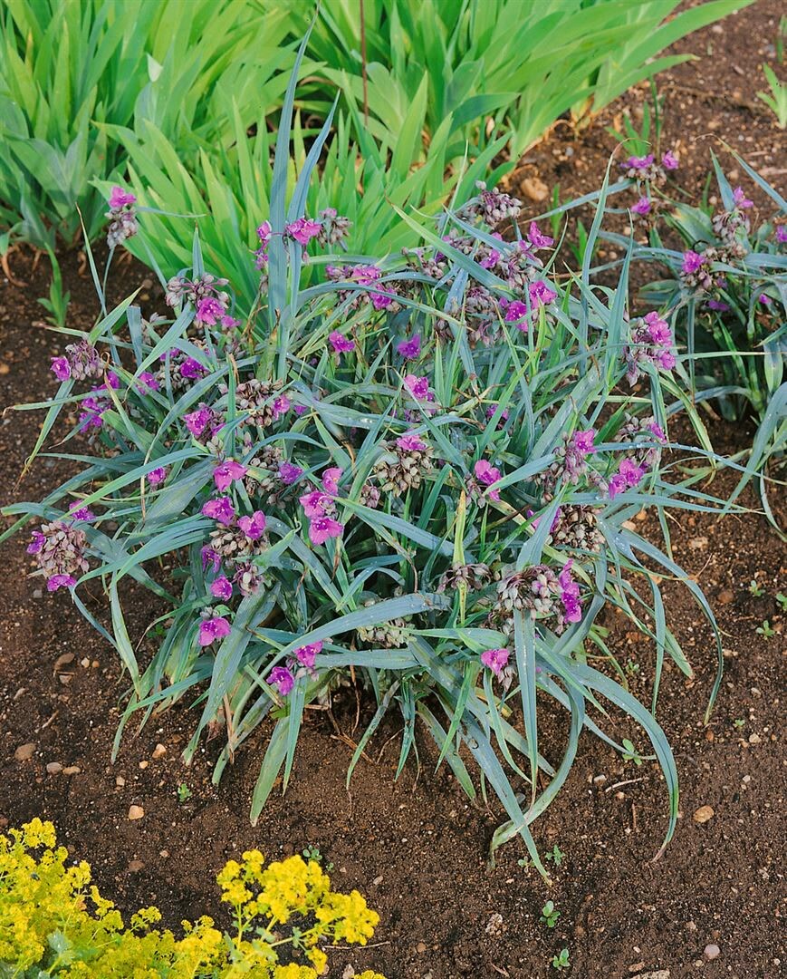 Tradescantia x andersoniana ‚Concord Grape‘, lila, ca. 9×9 cm Topf | 04063654313403