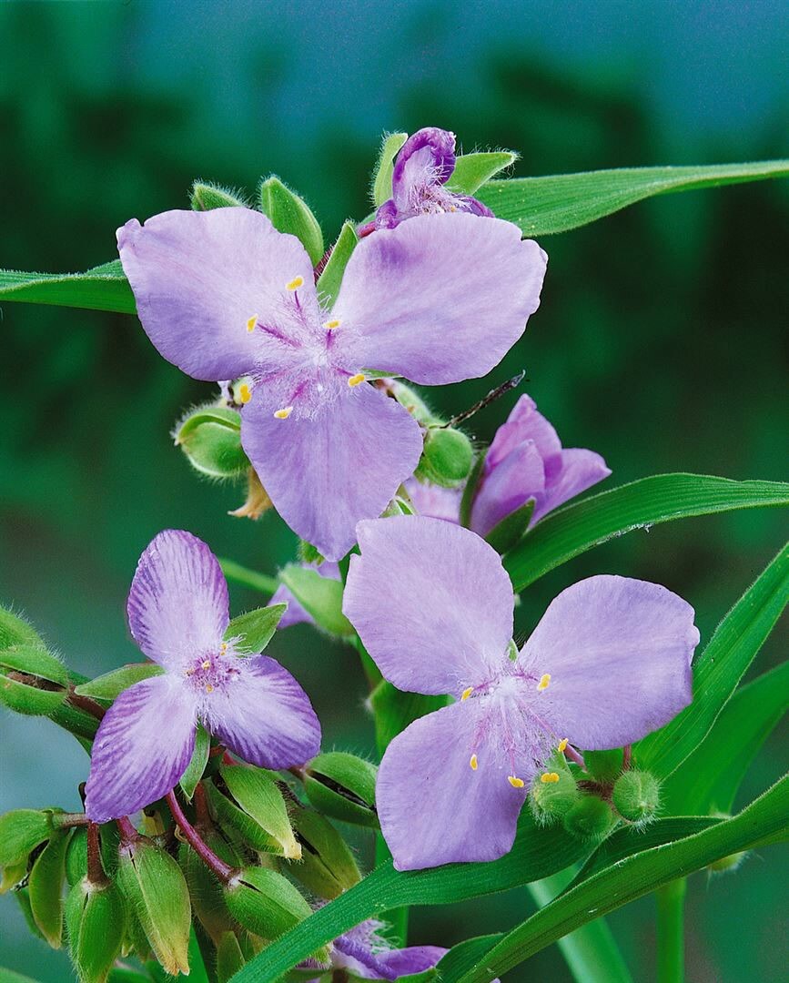 Tradescantia x andersoniana ‚I.C. Weguelin‘, ca. 9×9 cm Topf, blau blühend | 04063654313410