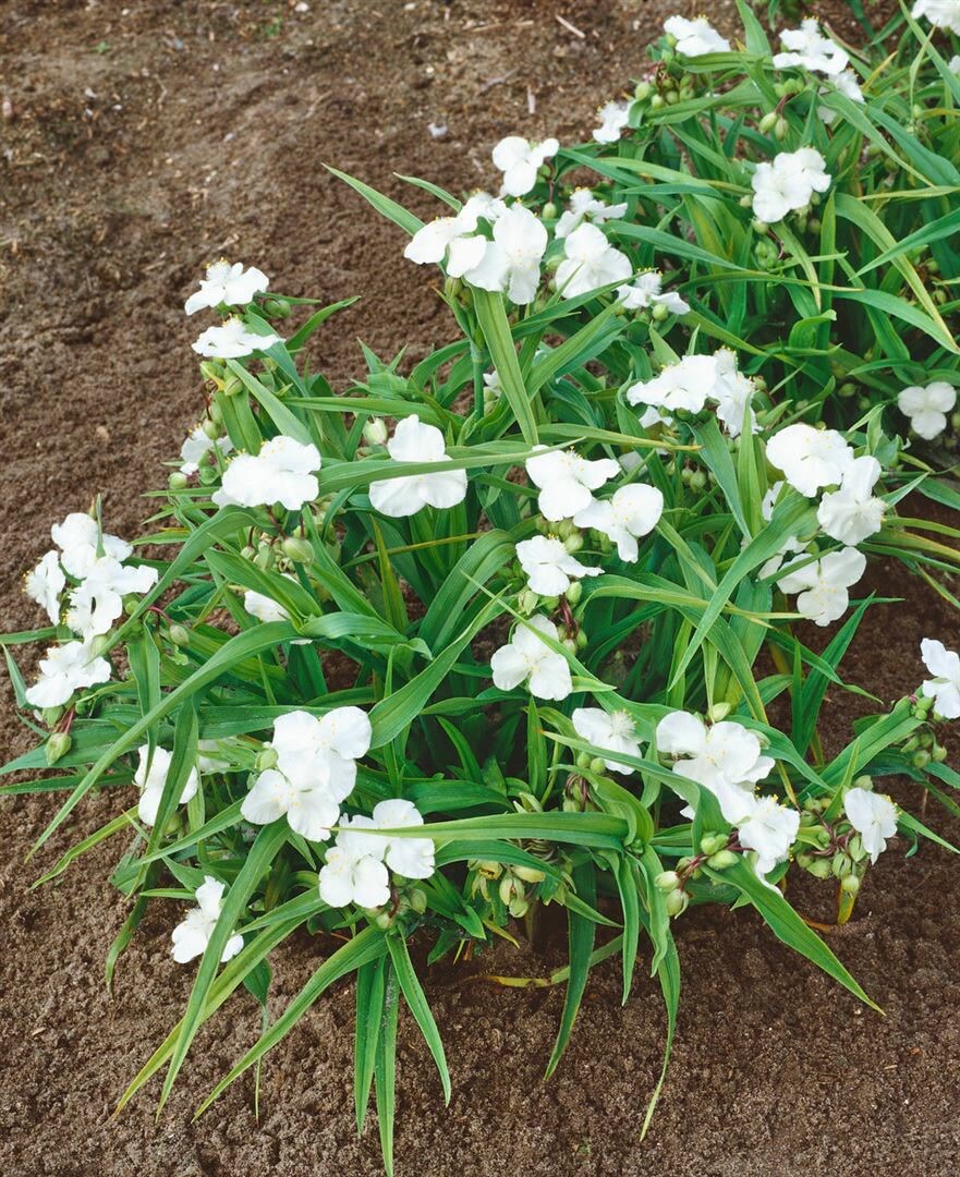 Tradescantia x andersoniana ‚Innocence‘, weiß, ca. 9×9 cm Topf | 04063654313427