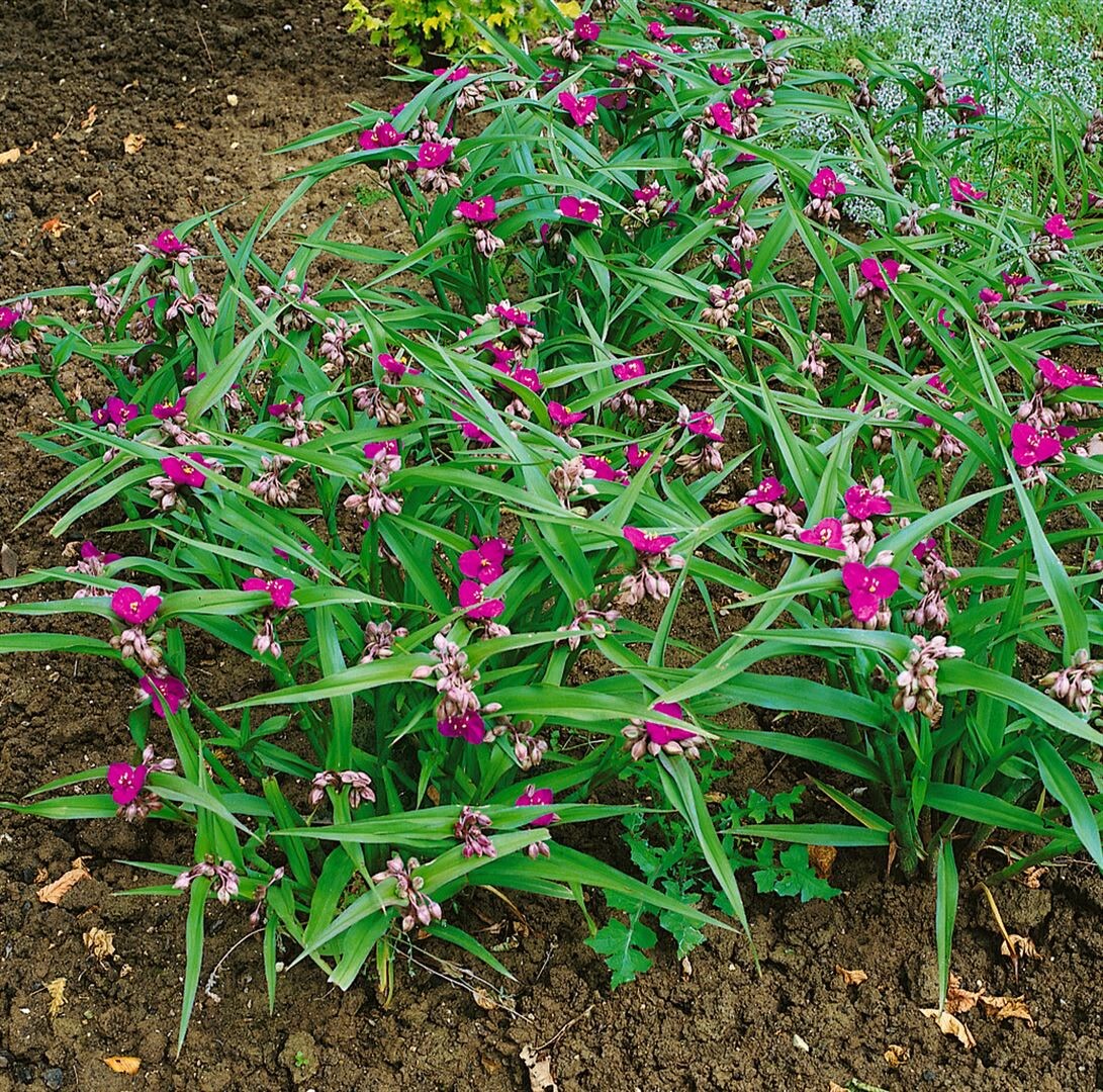 Tradescantia x andersoniana ‚Karminglut‘, purpurrot, ca. 9×9 cm Topf | 04063654313434