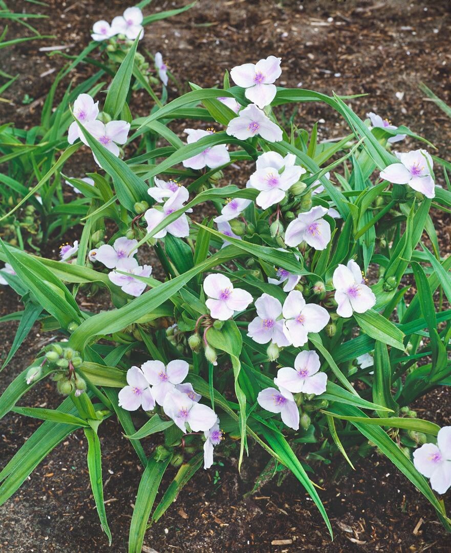 Tradescantia x andersoniana ‚Osprey‘, weiß, ca. 9×9 cm Topf | 04063654313458