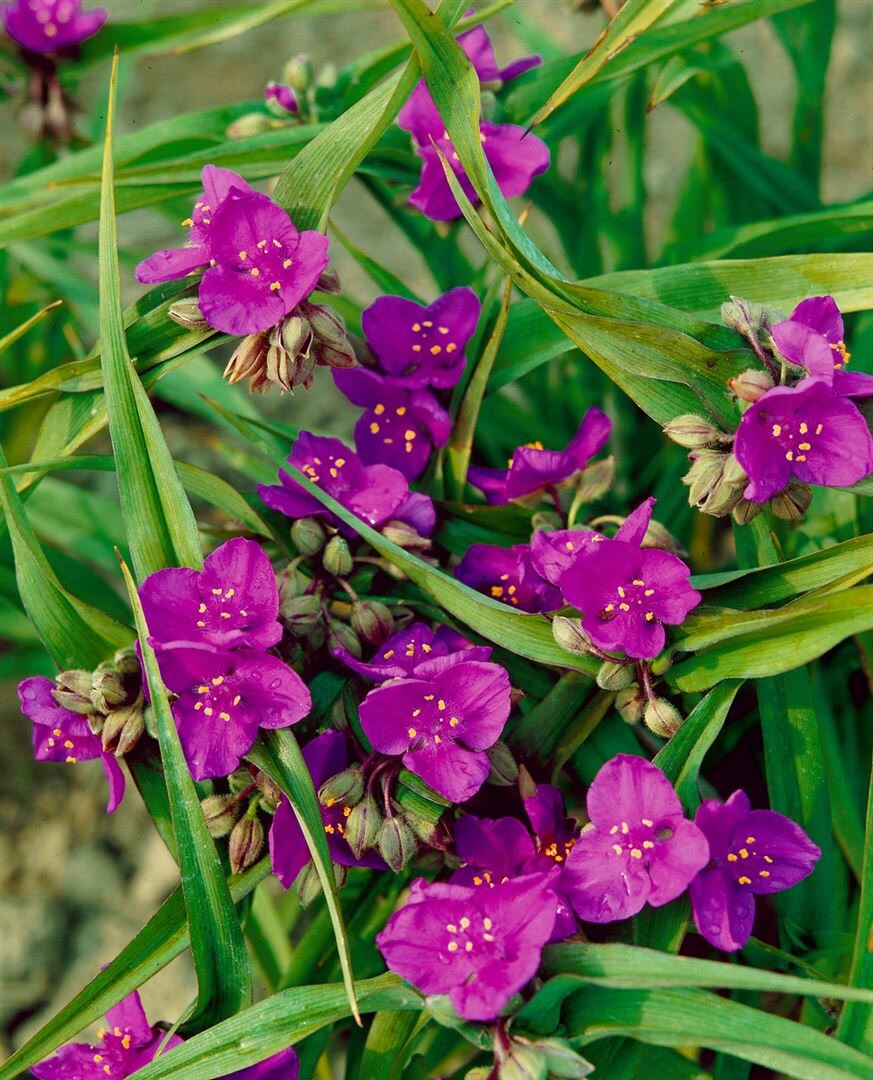 Tradescantia x andersoniana ‚Valour‘, ca. 9×9 cm Topf, auffällig | 04063654313472