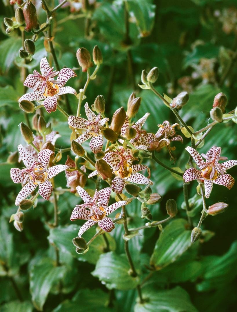 Tricyrtis formosana 'Dark Beauty', Kr&ouml;tenlilie, purpur, ca. 9x9 cm Topf - Bild 1