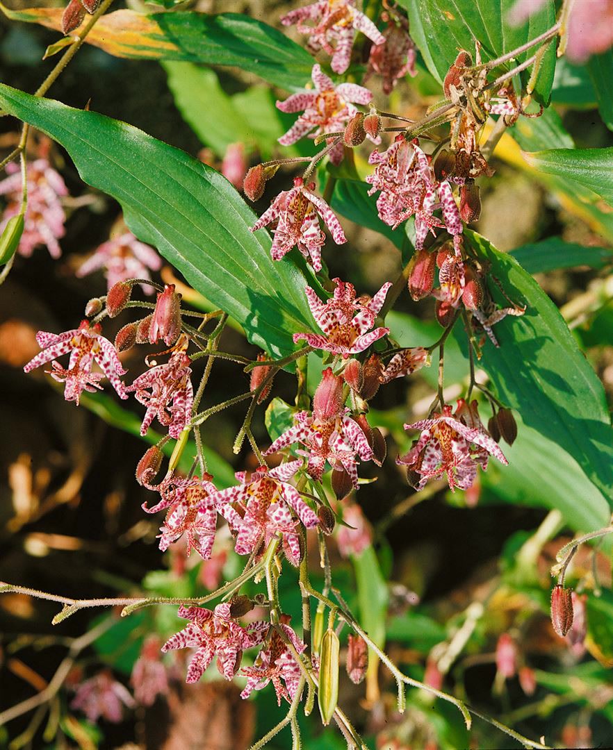 Tricyrtis hirta 'Miyazaki', Kr&ouml;tenlilie, exotisch, ca. 9x9 cm Topf - Bild 1