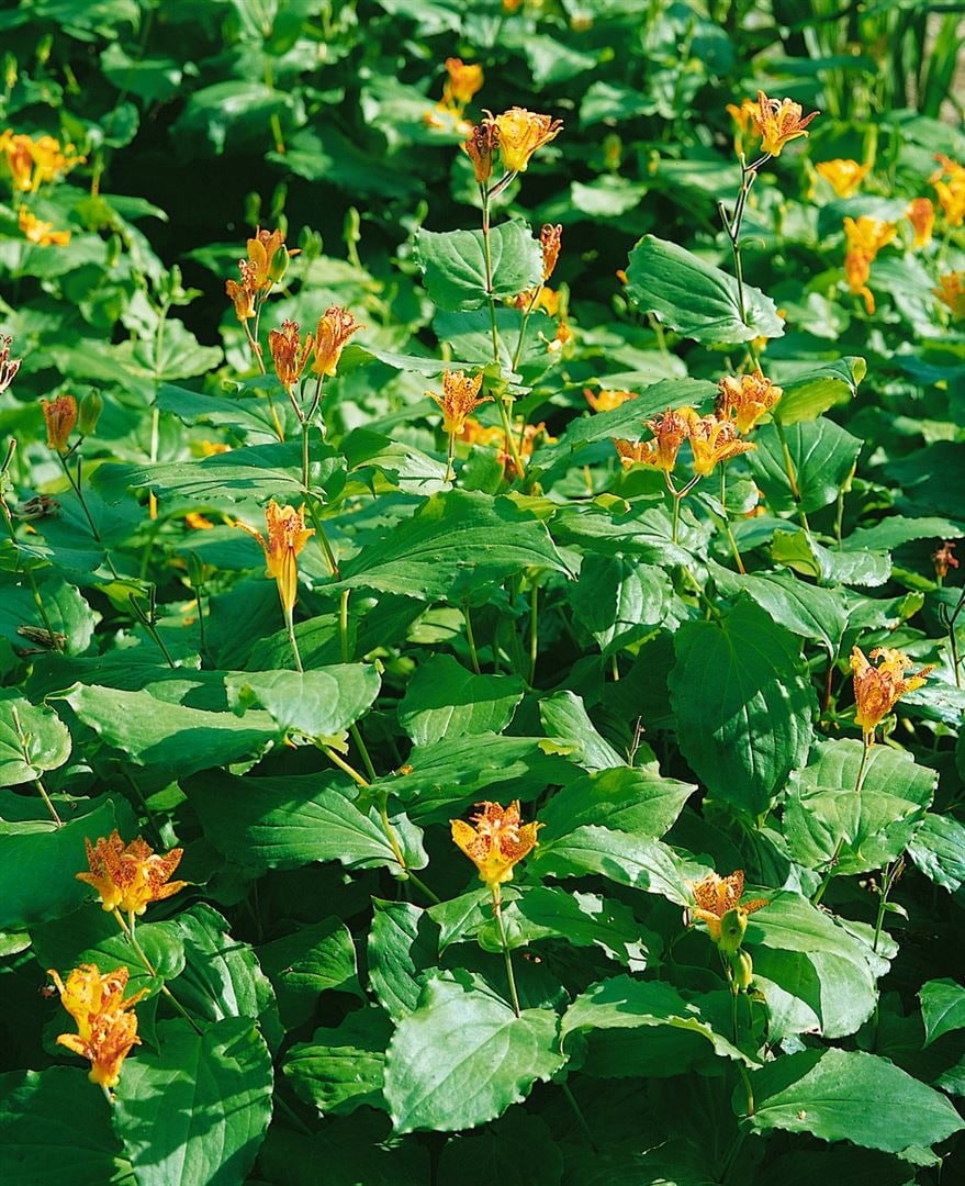 Tricyrtis latifolia, Kr&ouml;tenlilie, gelb, ca. 9x9 cm Topf - Bild 1