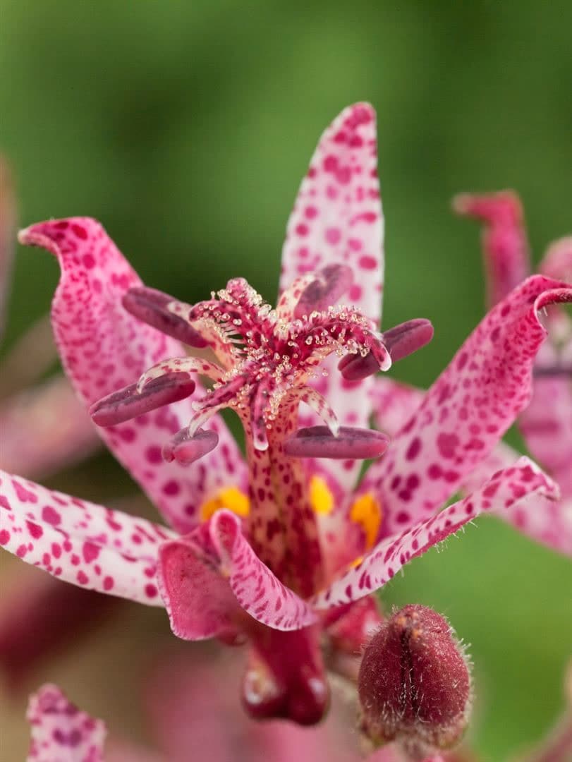 Tricyrtis hirta 'Sinonome', Kr&ouml;tenlilie, wei&szlig;-violett, ca. 9x9 cm Topf - Bild 1