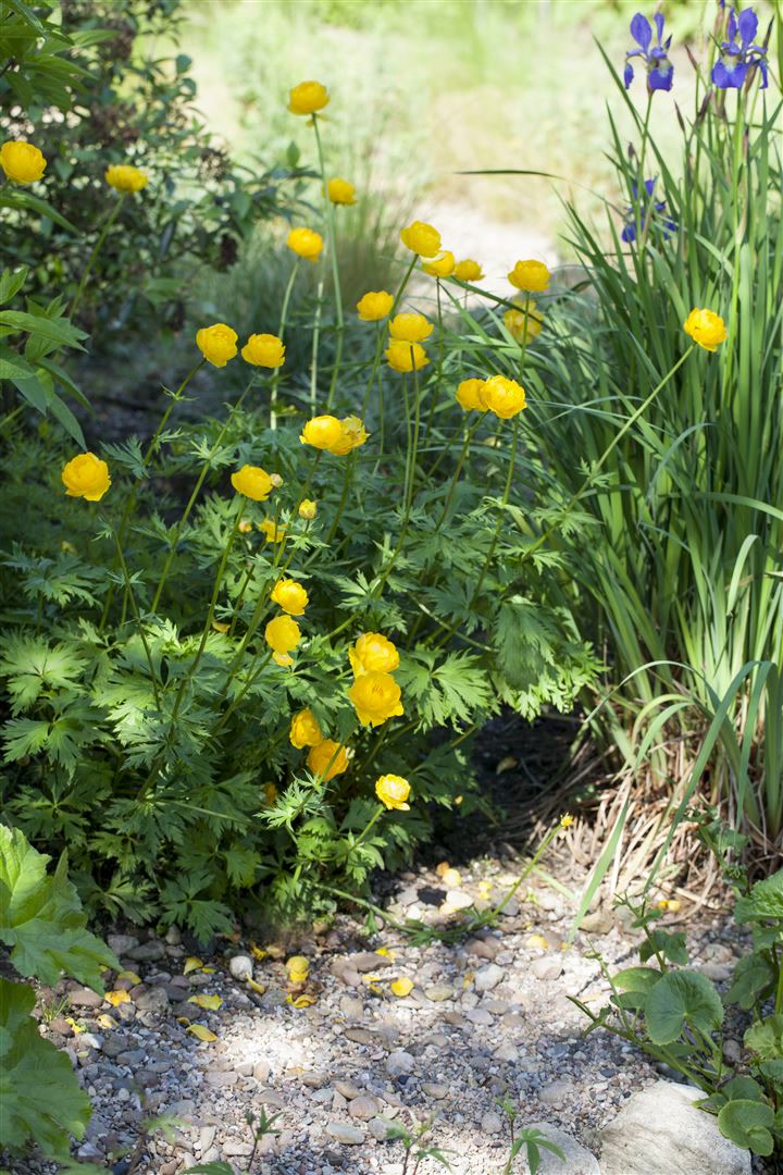 Trollius europaeus, Europ&auml;ische Trollblume, gelb, ca. 9x9 cm Topf - Bild 1
