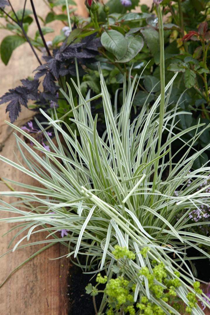 Tulbaghia violacea, Knoblauchgras, lila Bl&uuml;ten, ca. 9x9 cm Topf - Bild 1