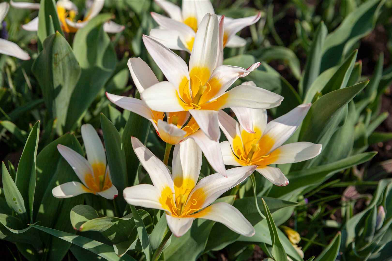 Tulipa tarda, Wildtulpe, gelb-wei&szlig;, ca. 9x9 cm Topf - Bild 1