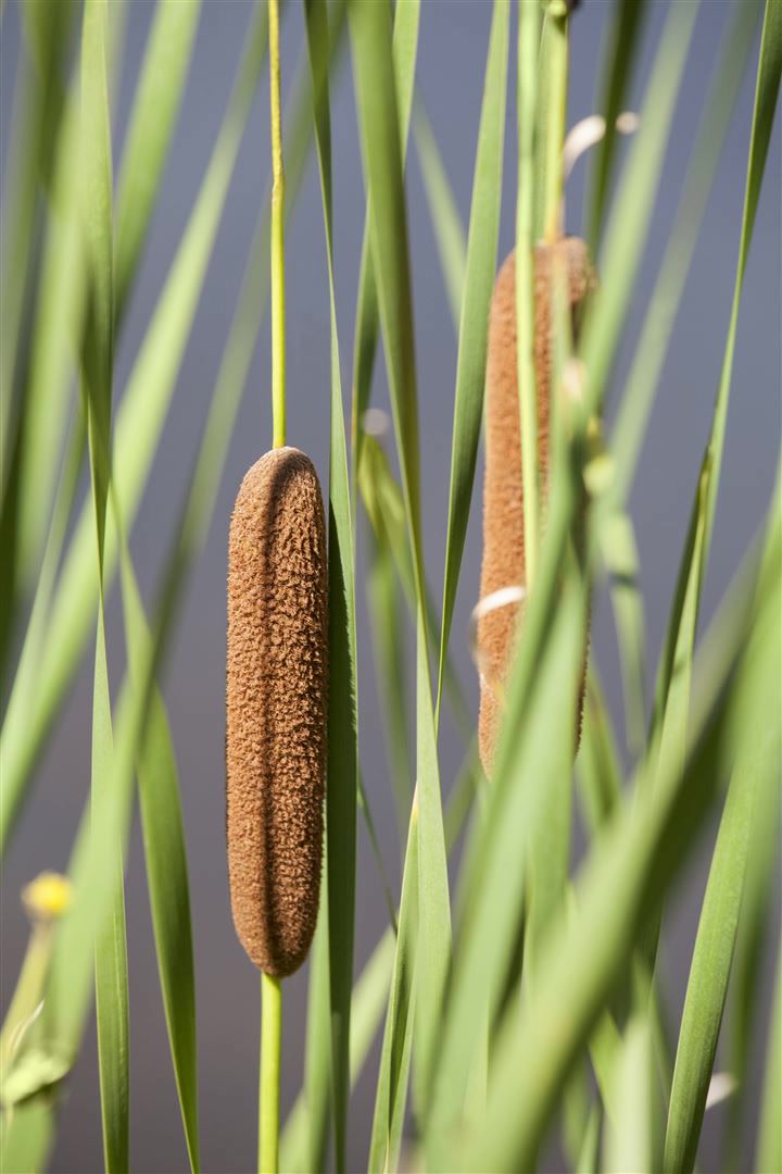 Typha latifolia, Breitbl&auml;ttriger Rohrkolben, ca. 9x9 cm Topf - Bild 1