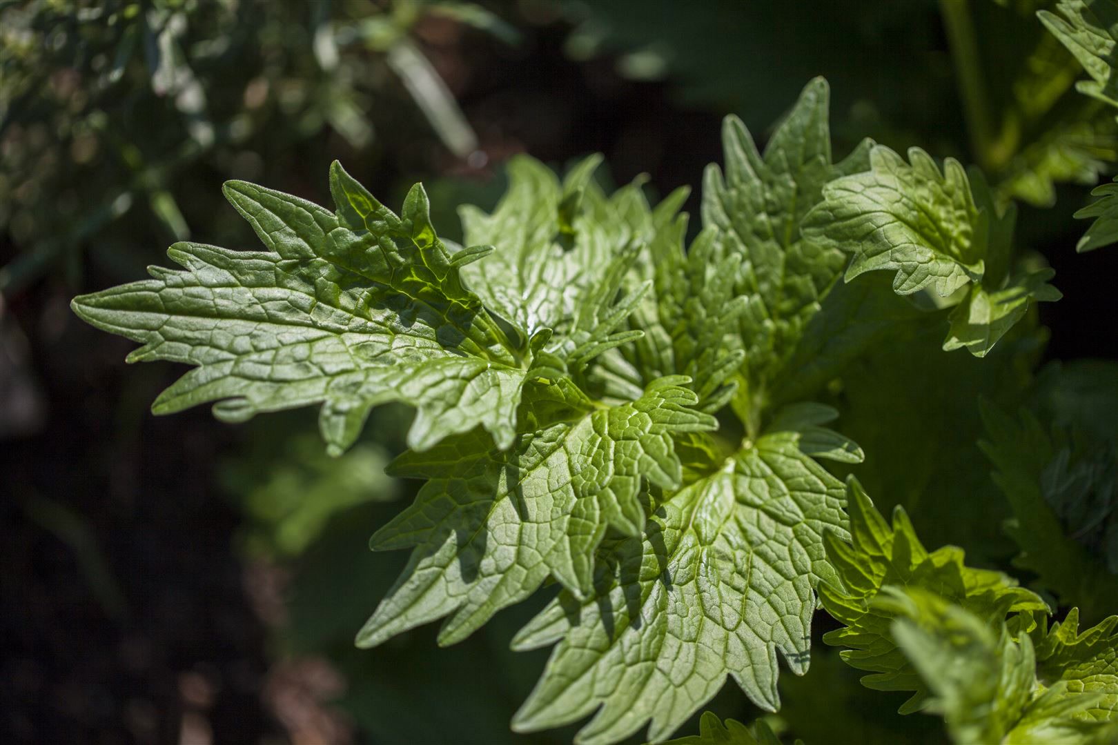 Valeriana officinalis, Baldrian, ca. 9x9 cm Topf - Bild 1