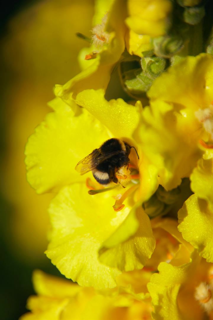 Verbascum bombyciferum, Silber-K&ouml;nigskerze, silbergrau, ca. 9x9 cm Topf - Bild 1