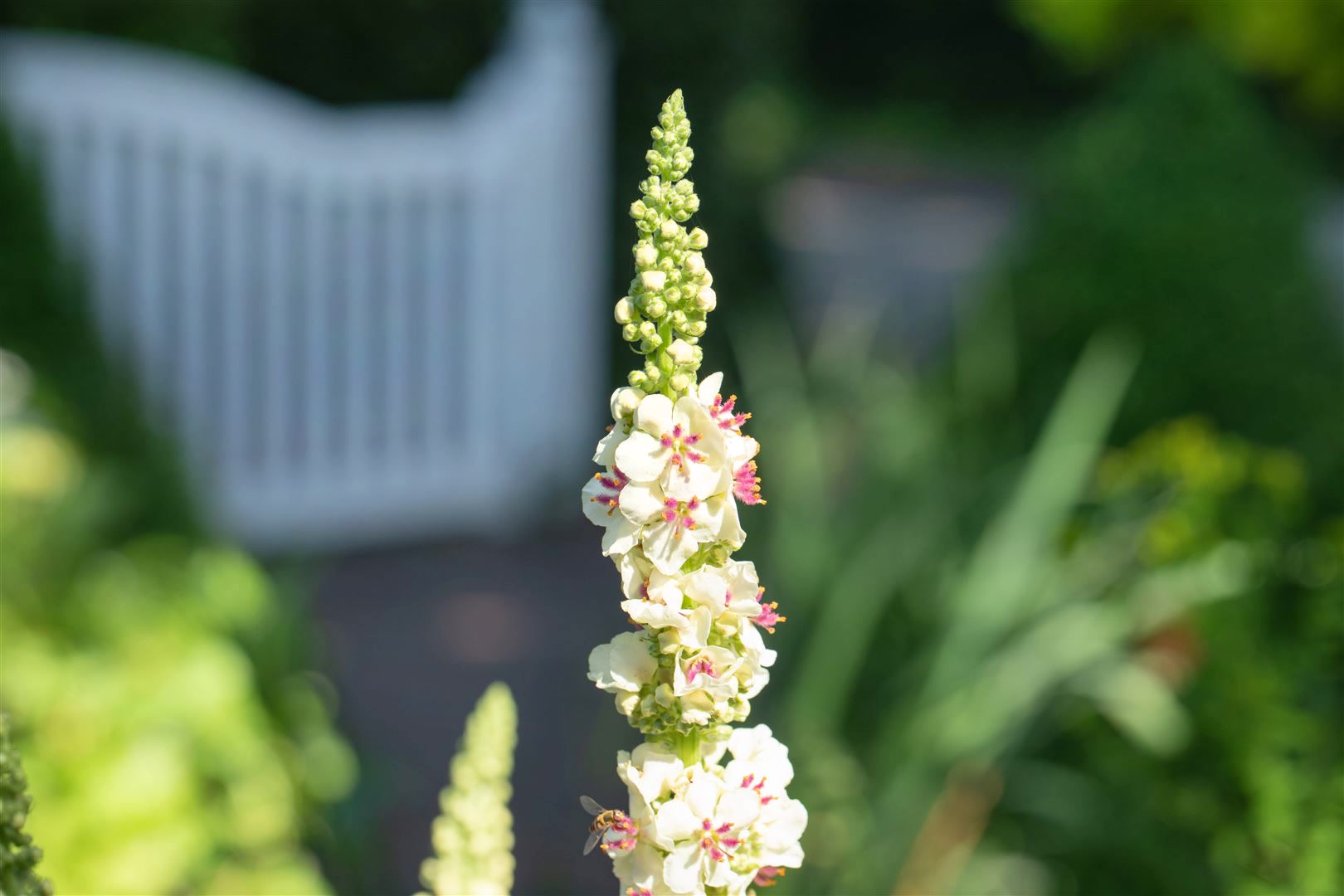 Verbascum nigrum 'Album', K&ouml;nigskerze, wei&szlig;, ca. 9x9 cm Topf - Bild 1