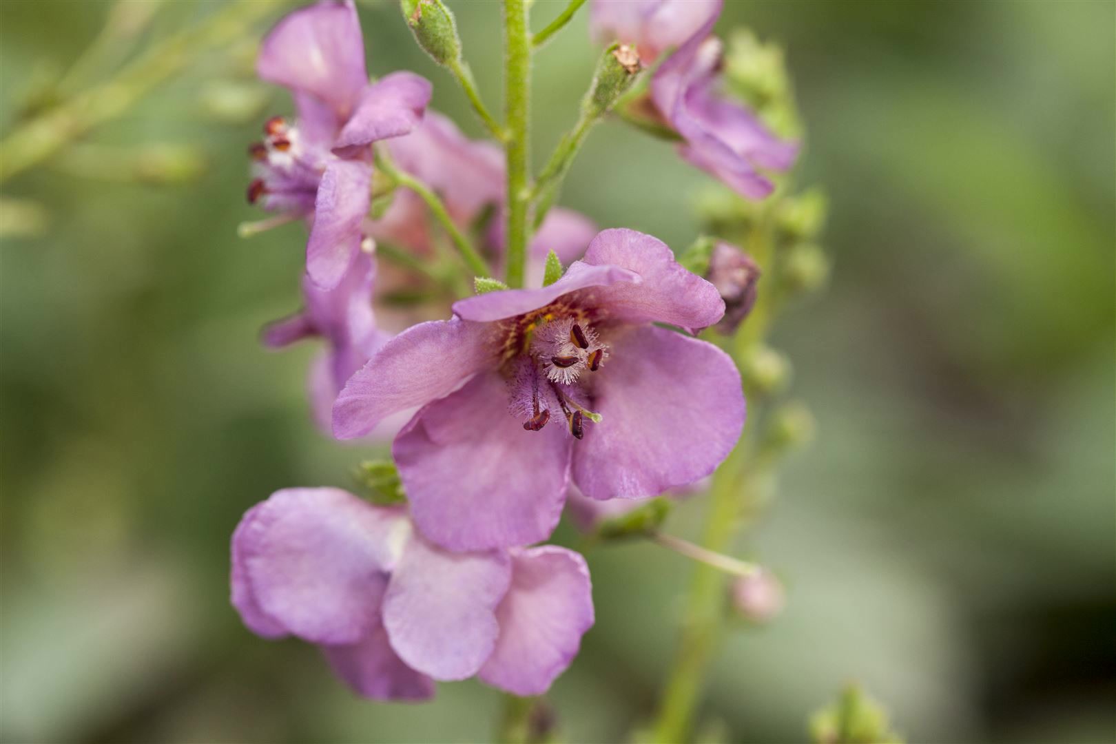 Verbascum phoeniceum 'Violetta', violett, ca. 9x9 cm Topf - Bild 1