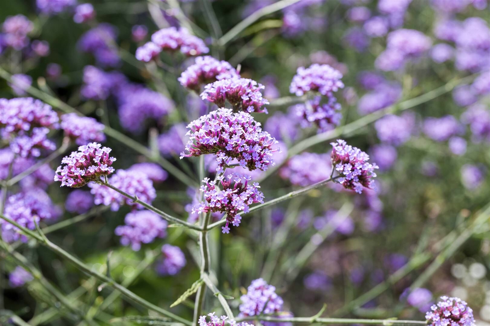 Verbena bonariensis ‚Lollipop‘, Eisenkraut, violett, ca. 9×9 cm Topf | 04063654259817