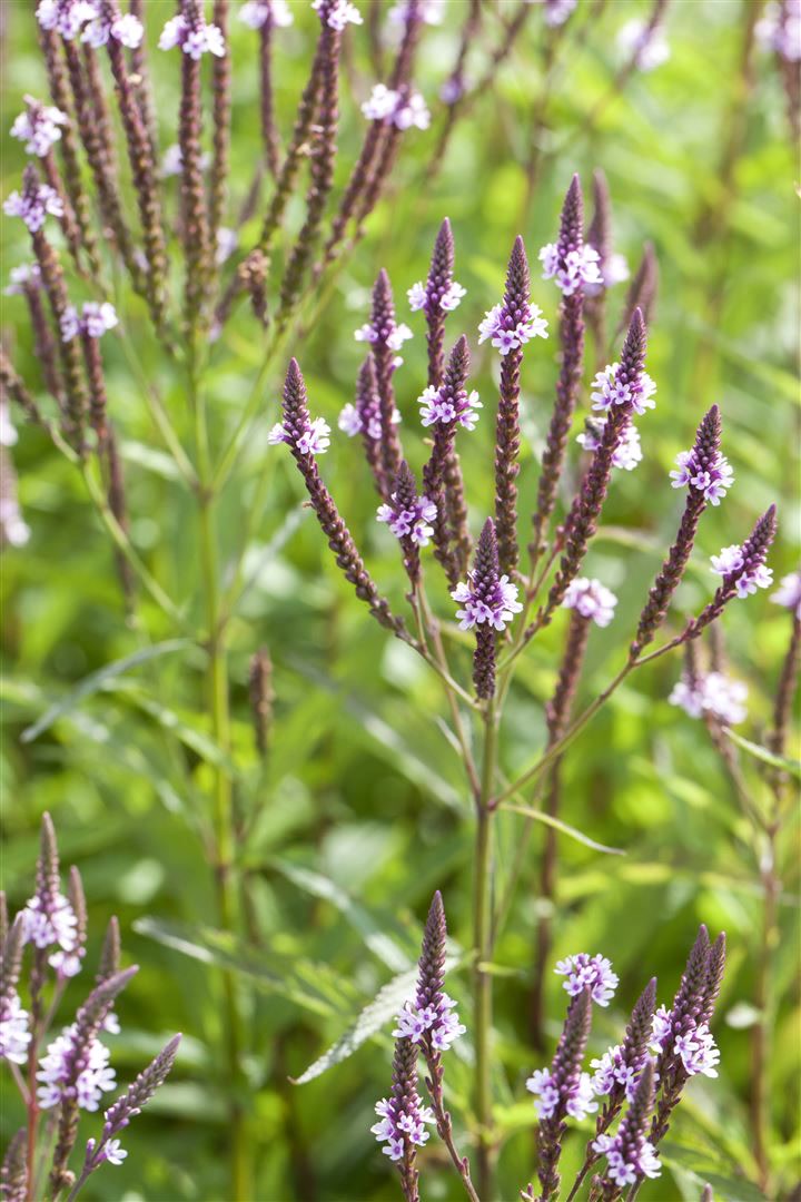Verbena hastata 'Pink Spires', rosa Bl&uuml;ten, ca. 9x9 cm Topf - Bild 1