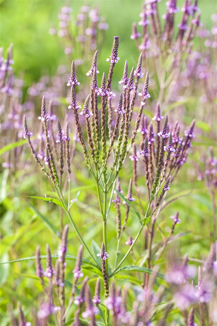 Verbena officinalis, Eisenkraut, ca. 9x9 cm Topf, heilkr&auml;ftig - Bild 1