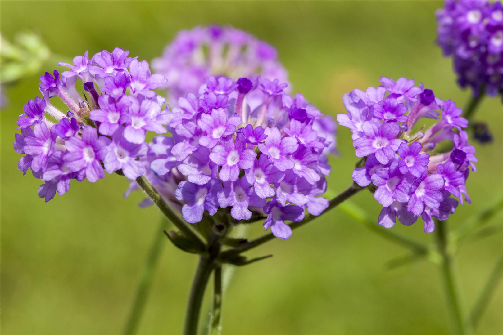 Verbena rigida, Vervain, violett, ca. 9x9 cm Topf - Bild 1