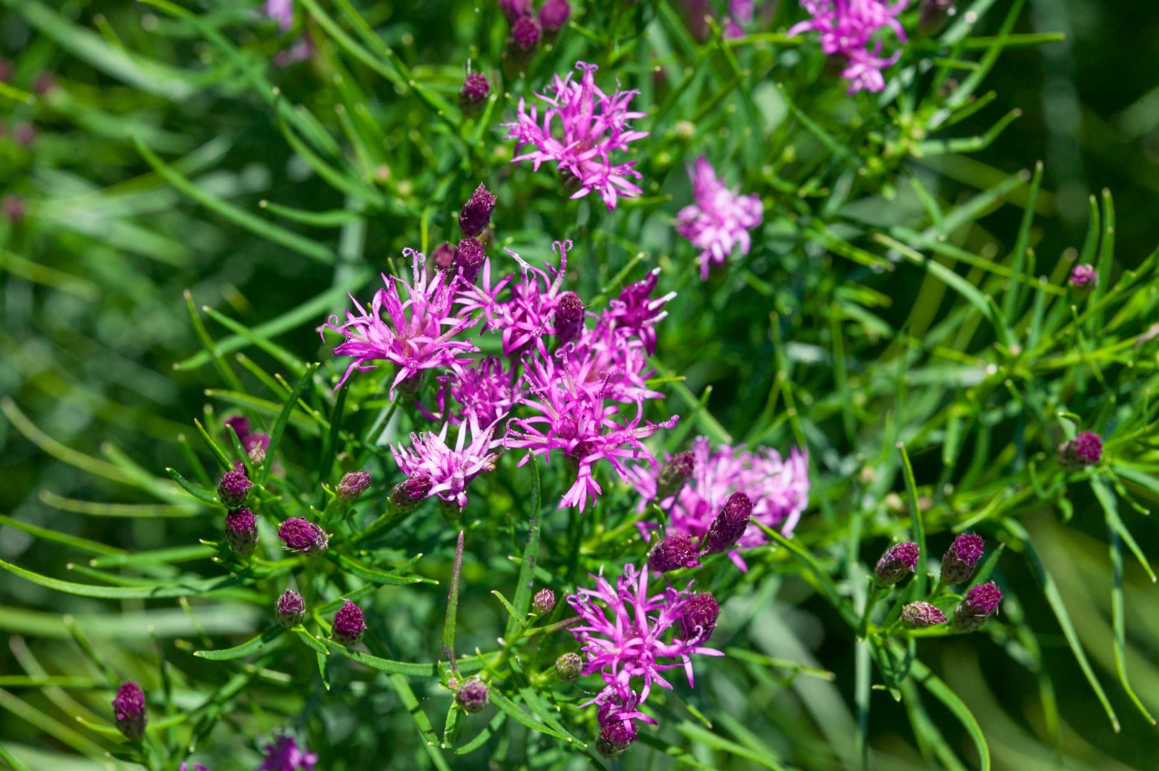 Vernonia crinita, Eisenkraut, violett, ca. 9x9 cm Topf - Bild 1