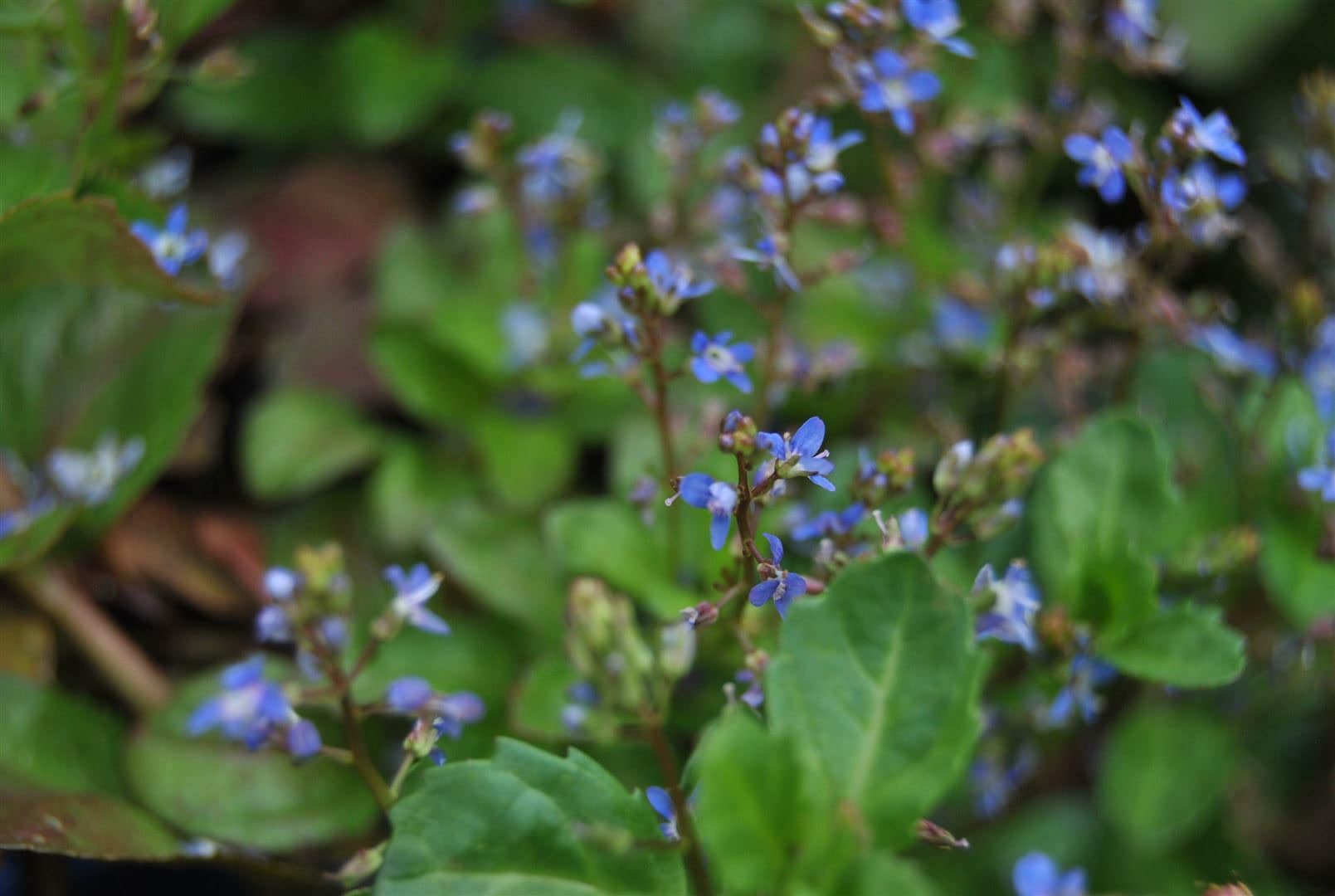 Veronica beccabunga, Bachbunge, ca. 9x9 cm Topf, gr&uuml;n-blaues Laub - Bild 1