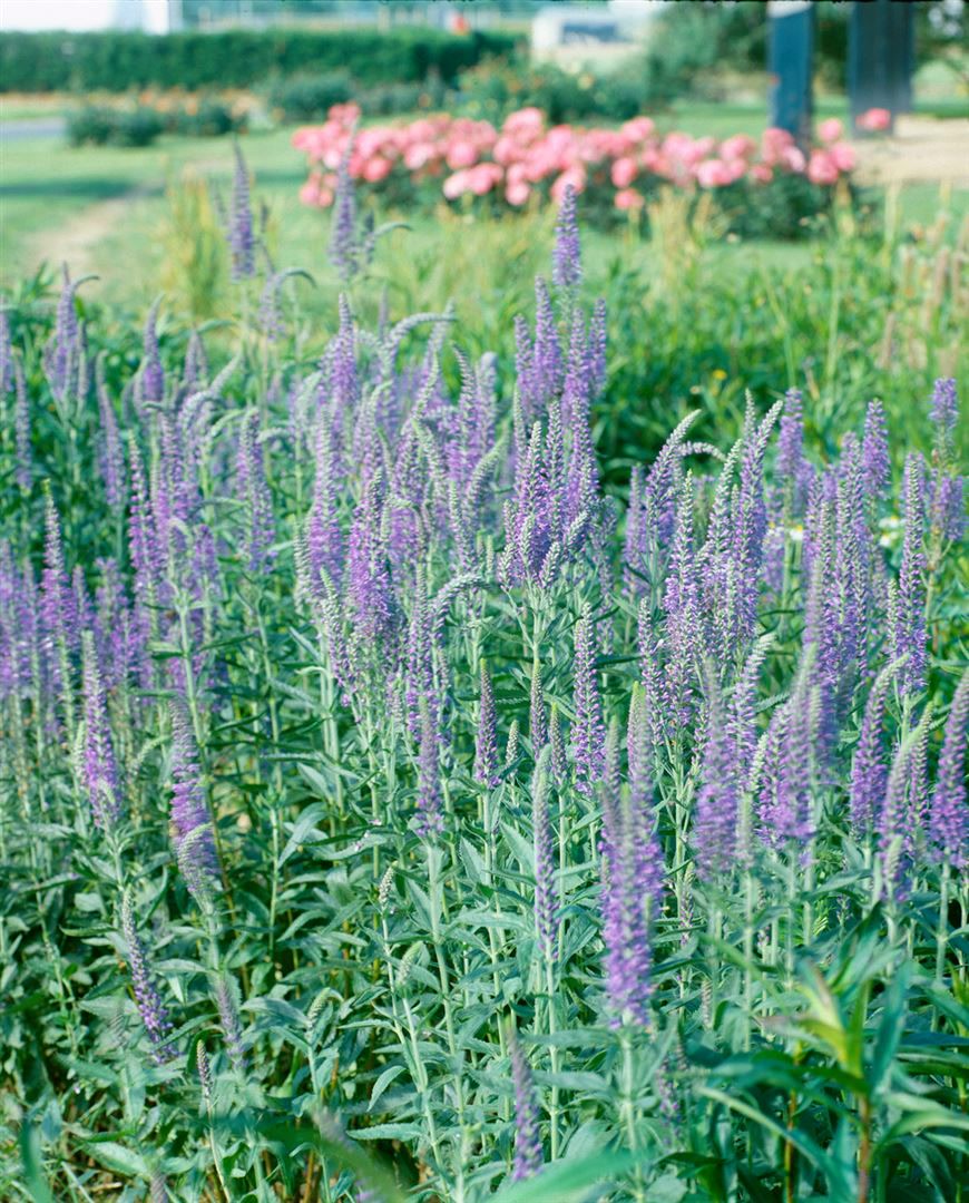 Veronica longifolia, Ehrenpreis, blau, ca. 9x9 cm Topf - Bild 1