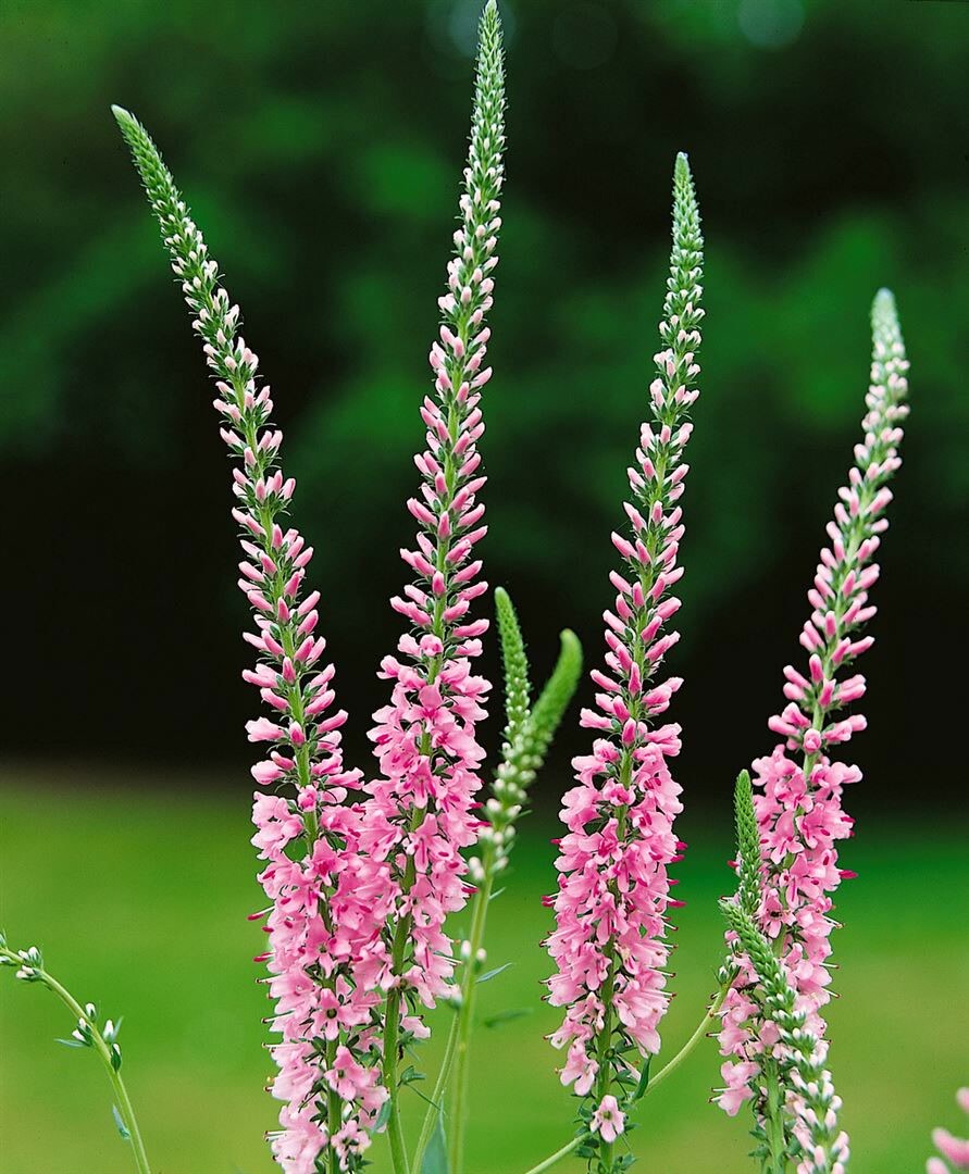 Veronica longifolia 'Pink Damask', Ehrenpreis, rosa, ca. 9x9 cm Topf - Bild 1