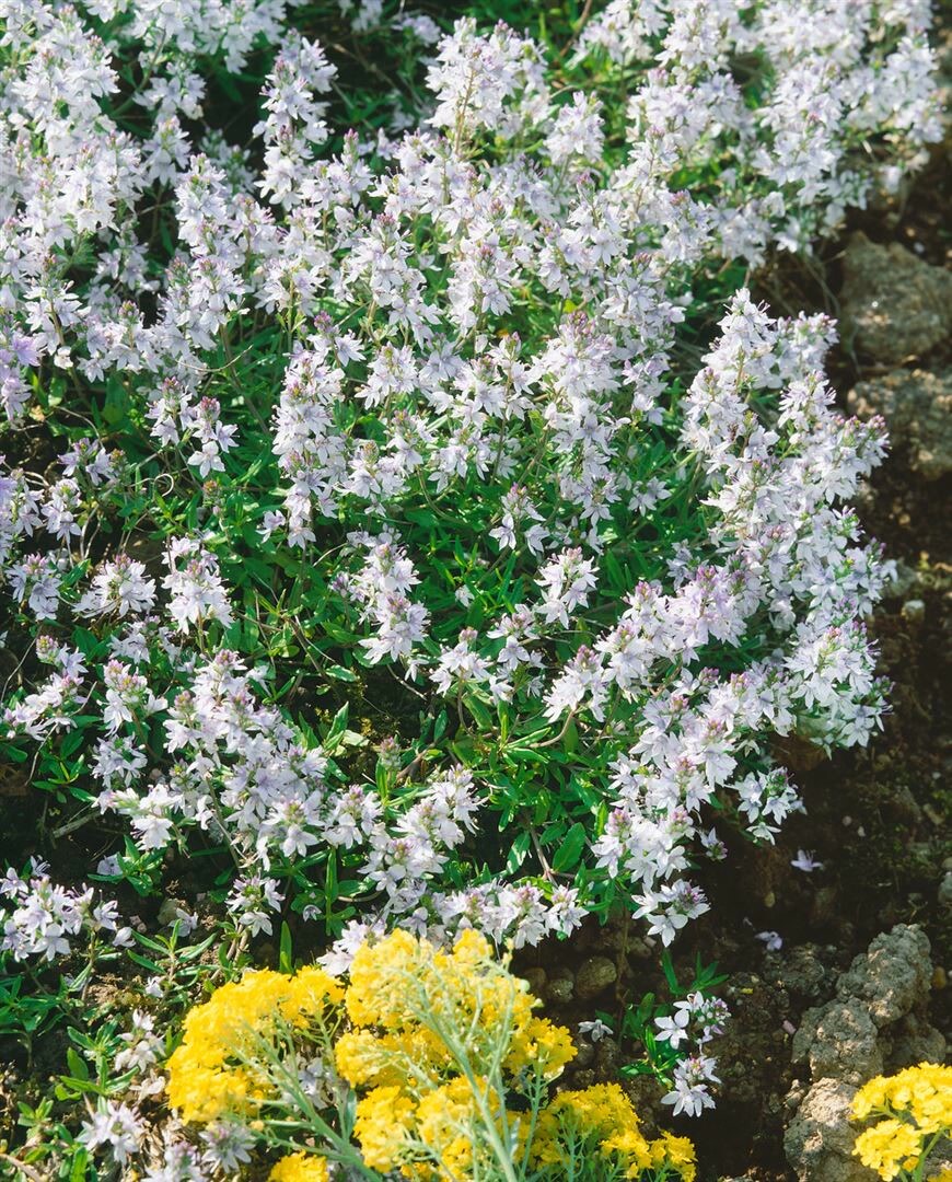 Veronica prostrata 'Alba', Ehrenpreis, wei&szlig;, ca. 9x9 cm Topf - Bild 1