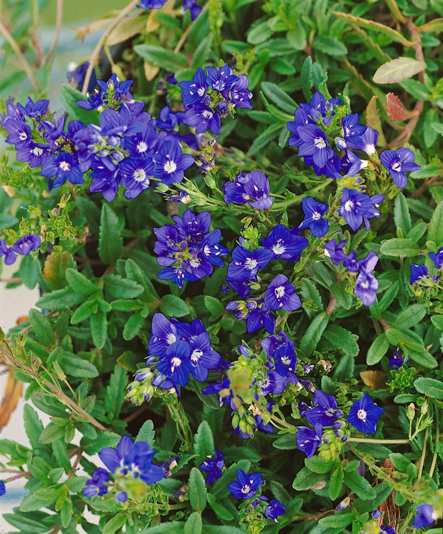 Veronica prostrata 'Nestor', Ehrenpreis, blau, ca. 9x9 cm Topf - Bild 1