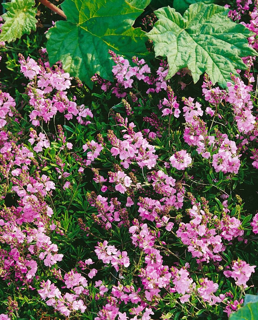 Veronica prostrata 'Rosea', Ehrenpreis, rosa Bl&uuml;ten, ca. 9x9 cm Topf - Bild 1