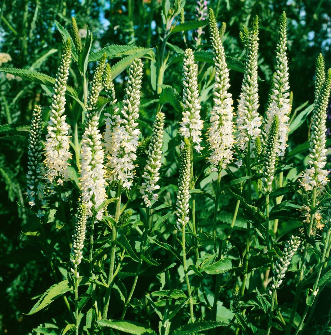 Veronica spicata 'Alba', Ehrenpreis, wei&szlig;, ca. 9x9 cm Topf - Bild 1