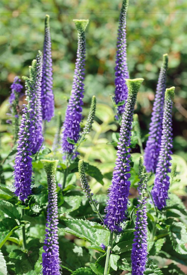 Veronica spicata 'Blaufuchs', Ehrenpreis, blau, ca. 9x9 cm Topf - Bild 1