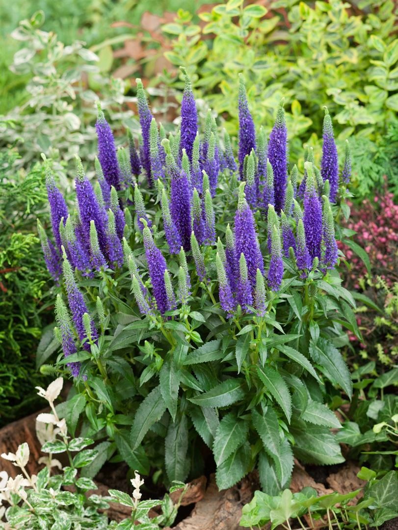 Veronica spicata 'Ulster Dwarf Blue', &Auml;hriger Ehrenpreis, blau, ca. 9x9 cm Topf - Bild 1