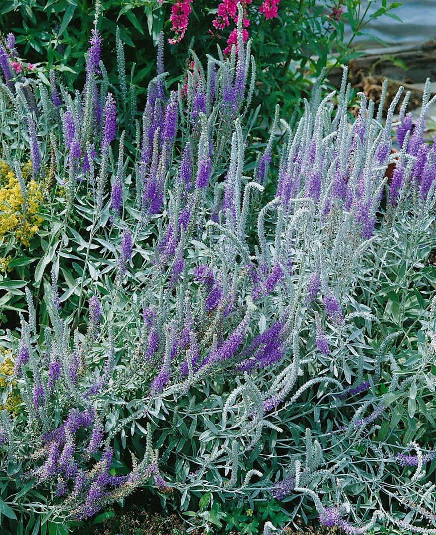 Veronica spicata ssp. incana, Ehrenpreis, ca. 9x9 cm Topf - Bild 1
